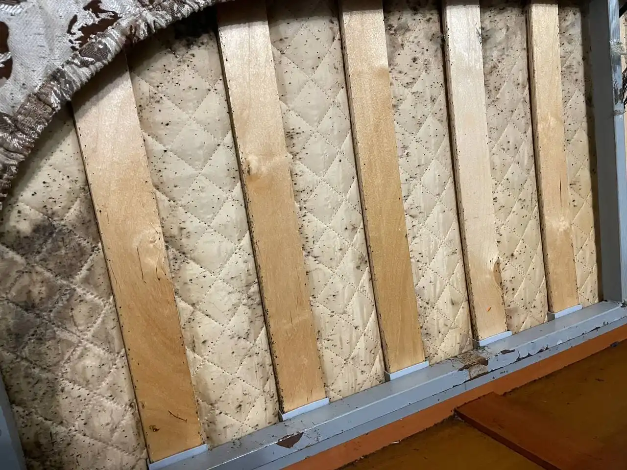 Уничтожение клопов в матрас